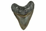 Fossil Megalodon Tooth - North Carolina #348163-1